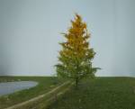 Larch early fall Profiline